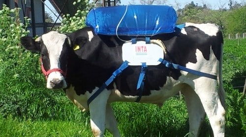 big biogas cow