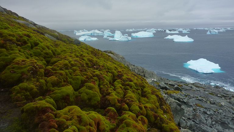 Green Island on the Antarctic Peninsula. Image: University of Exeter/PA